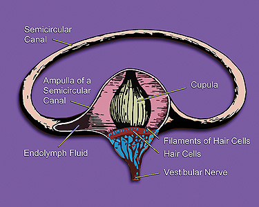 Vestibular_system's_semicircular_canal-_a_cross-section