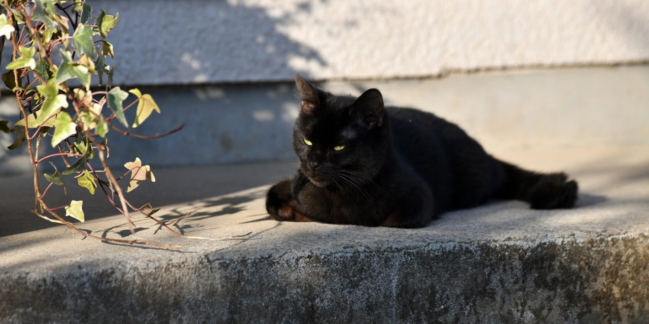 ต้อนรับวันแมวโลก มารู้จักเจ้าเหมียว “ จิบิ “ แมวดำขี้น้อยใจ ที่จะมาเรียกน้ำตาผู้ชมใน Only The Cat Knows  เจ้าเหมียว “จิบิ “ หายไปไหนนะ